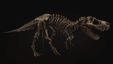 Conoce Al Tiranosaurio Rex Una Mirada Al Depredador Letal Dinomaniacos