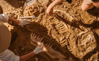 Fósiles de dinosaurios para niños: descubriendo el pasado con diversión y aprendizaje