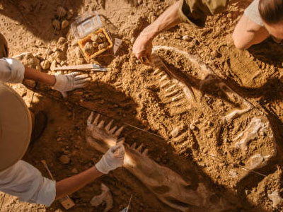 Fósiles de dinosaurios para niños: descubriendo el pasado con diversión y aprendizaje