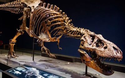 Comprendiendo los Diferentes Tipos de Fósiles de Dinosaurios
