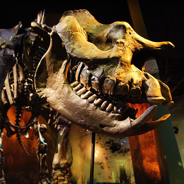 Los mejores museos de dinosaurios en España