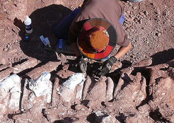 Descubren en Argentina el fósil de un titanosaurio gigante que vivió hace 98 millones de años.