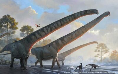 Encontrado en China el dinosaurio con el cuello más largo jamás descubierto
